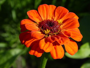 Close-up of orange flower