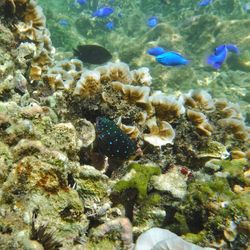 Close-up of coral in sea