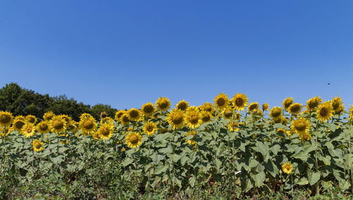 Scenic view of sunflower field against clear blue sky