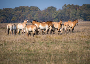 Horses in a field