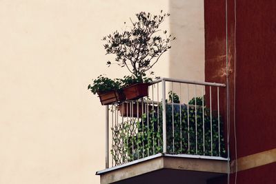 Potted plant on wall of building