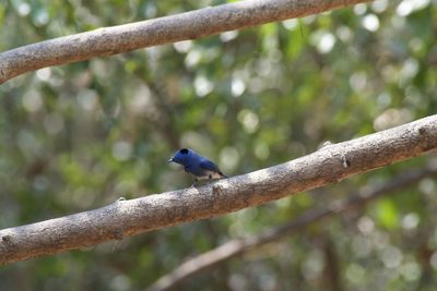 Close-up of bird perching on branch