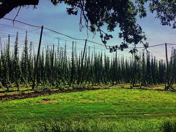 Trees on field against sky