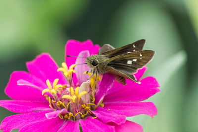 Close-up of butterfly pollinating on pink flower