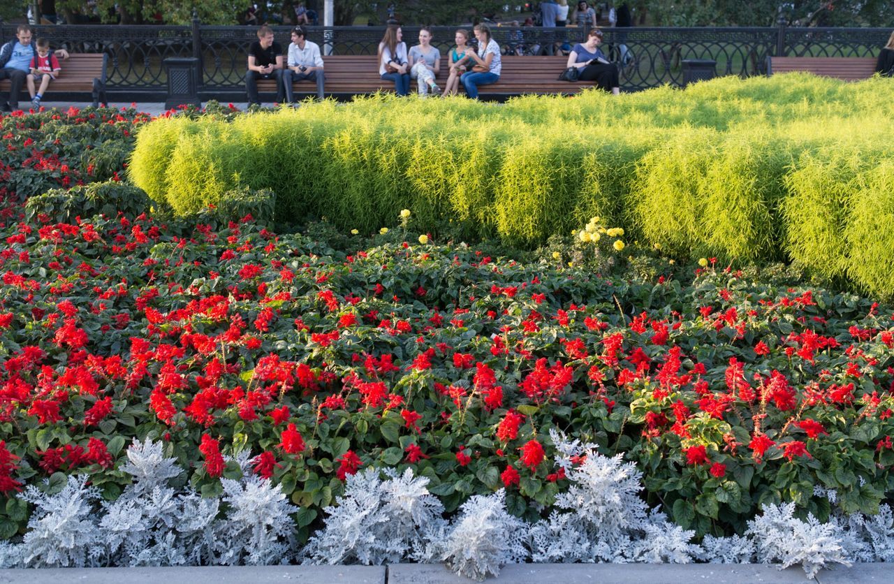 flower, freshness, growth, beauty in nature, flowerbed, red, fragility, plant, nature, petal, abundance, park - man made space, blooming, blossom, field, in bloom, tulip, formal garden, green color, garden