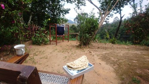 Chairs and table against trees