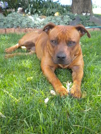 Portrait of dog on field