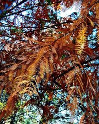 Low angle view of tree