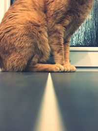 Close-up of a cat on table