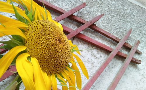 High angle view of yellow flowering plant on wood