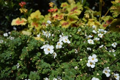 Close-up of white flowers blooming outdoors