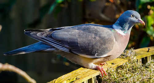 Close-up of bird perching on a plant