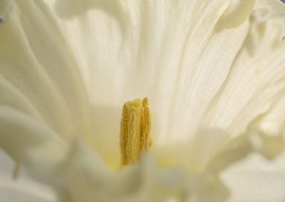 Extreme close up of flower