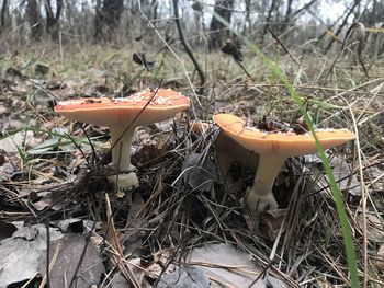 Close-up of mushroom growing in forest