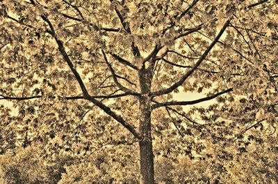 Bare trees against sky