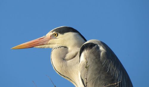 Close-up of a bird against clear blue sky