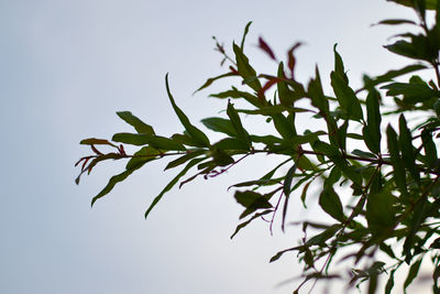 Low angle view of leaves on tree against sky