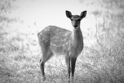 Portrait of deer standing on field