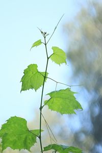 Close-up of leaves on plant against sky