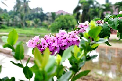 Close-up of purple flowers blooming outdoors