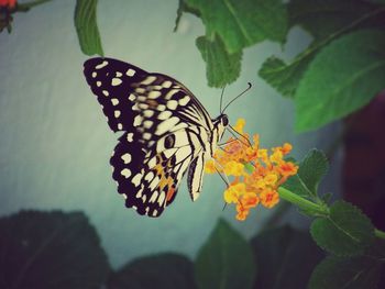 Close-up of butterfly on leaf