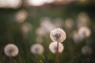 Close-up of dandelion