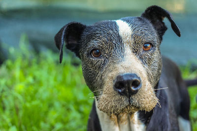 Close-up portrait of a dog