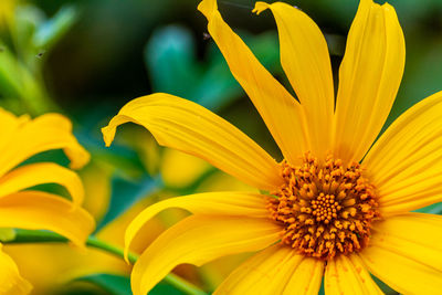 Close-up of yellow flowering plant