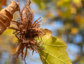 Close-up of wilted plant