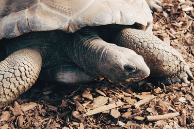 Close-up of a turtle on field