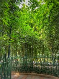 Bamboo trees in forest