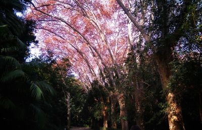 Low angle view of trees in forest