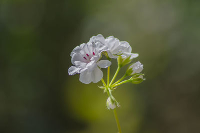 Close-up of white flowering plant