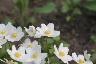 Close-up of white daisy flowers