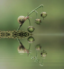 Close up snail on lily fruits, water reflection
