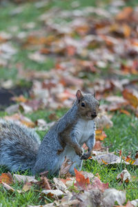 Squirrel on field