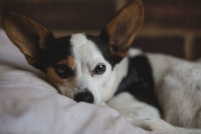 Portrait of dog lying down on bed