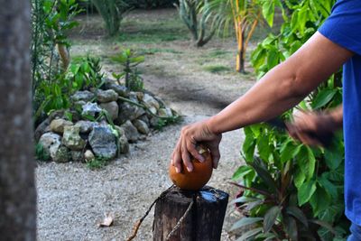 Midsection of man holding fruit