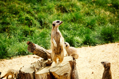 Lion standing on land