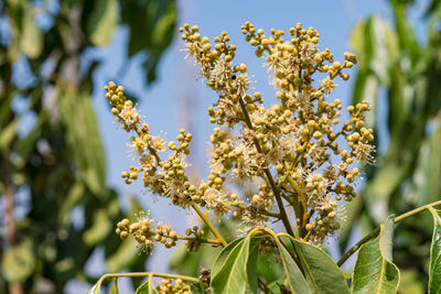 Close-up of flowering plant