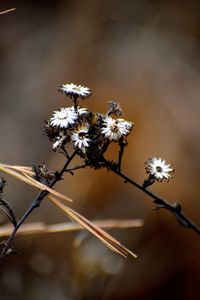 Close-up of white flowering plant