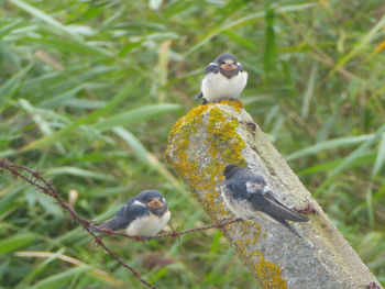 Bird perching on a plant