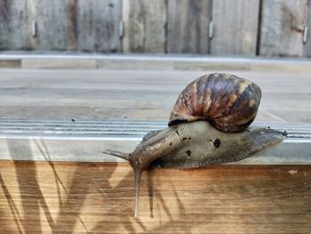 Close-up of snail on wooden table