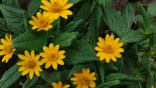 High angle view of yellow flowering plants