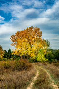 Trees on field against sky