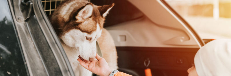 Husky siberian dog. portrait white brown animal pet sitting in the trunk of a car ready to travel