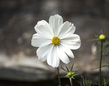 Close-up of white cosmos flower