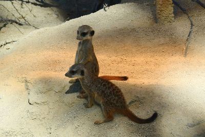 Meerkat sitting outdoors