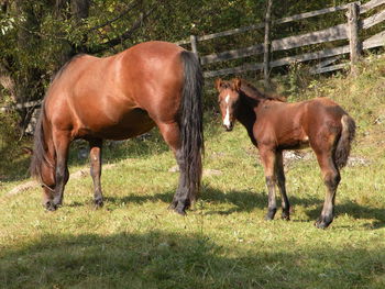 Horses in a field