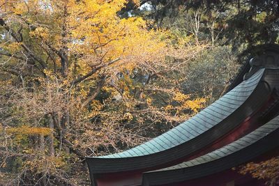 Scenic view of trees during autumn